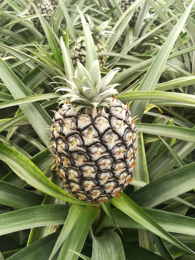 Pineapple Studio Ponta Delgada  Exterior photo