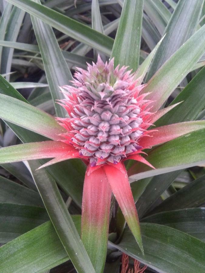 Pineapple Studio Ponta Delgada  Exterior photo